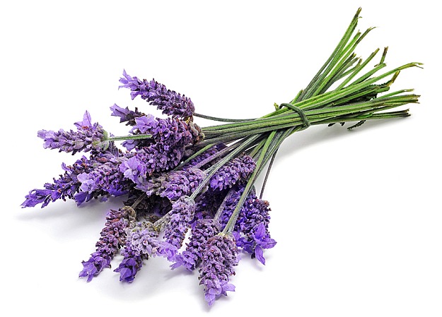 The Ancient Lavender Oil | Joint and Muscle Pain Relief Cream Ingredient Guide | joint and muscle pain relief