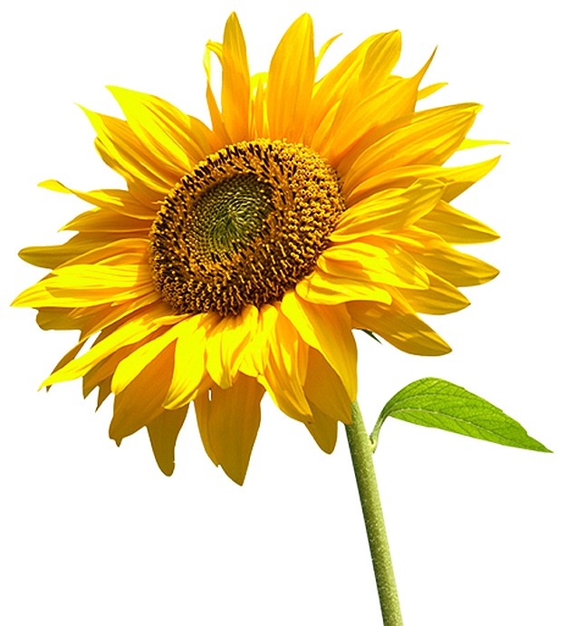 The Sacred Sunflower | Joint and Muscle Pain Relief Cream Ingredient Guide | muscle and joint cream